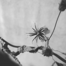 黃映華煙火01